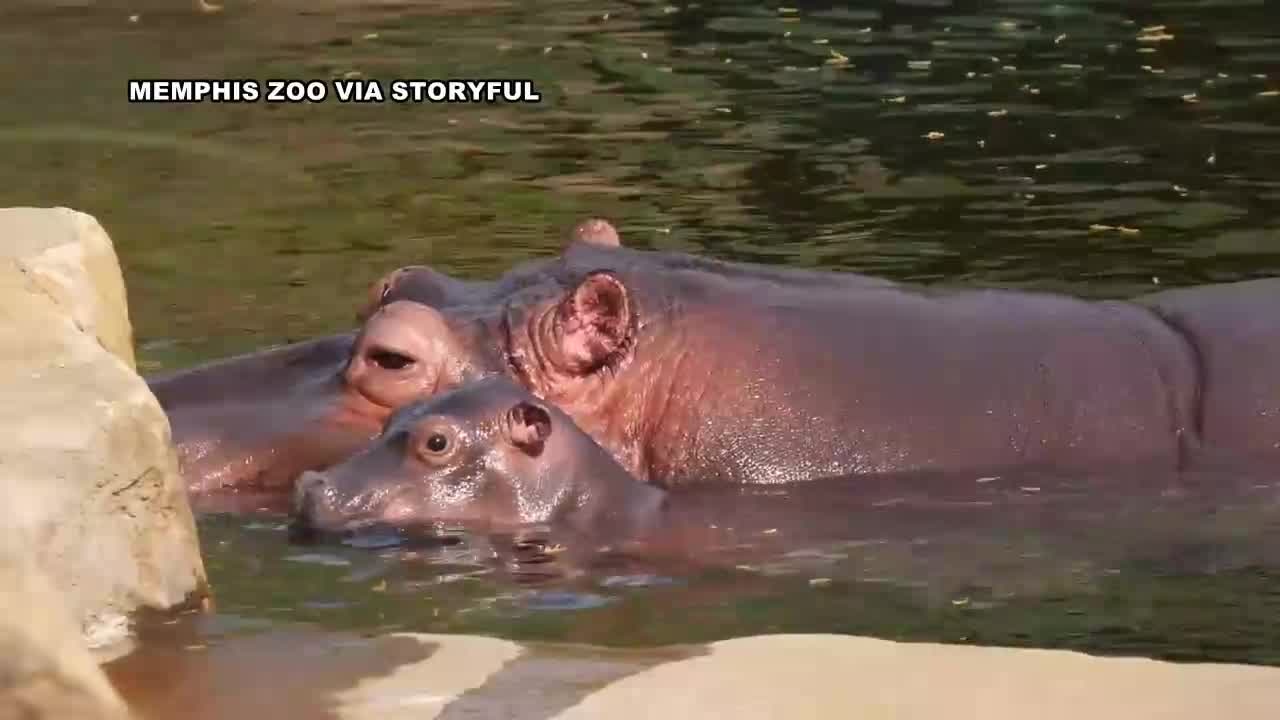Memphis Zoo welcomes baby hippo