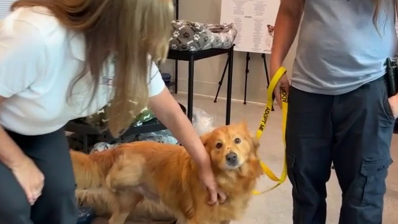 FurKids Animal Rescue opens new medical center