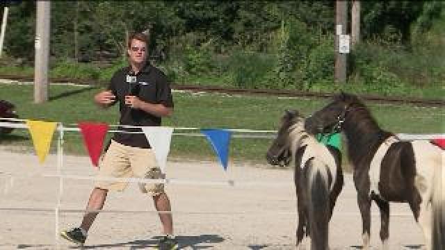 Chip checks out old fashioned farm fair