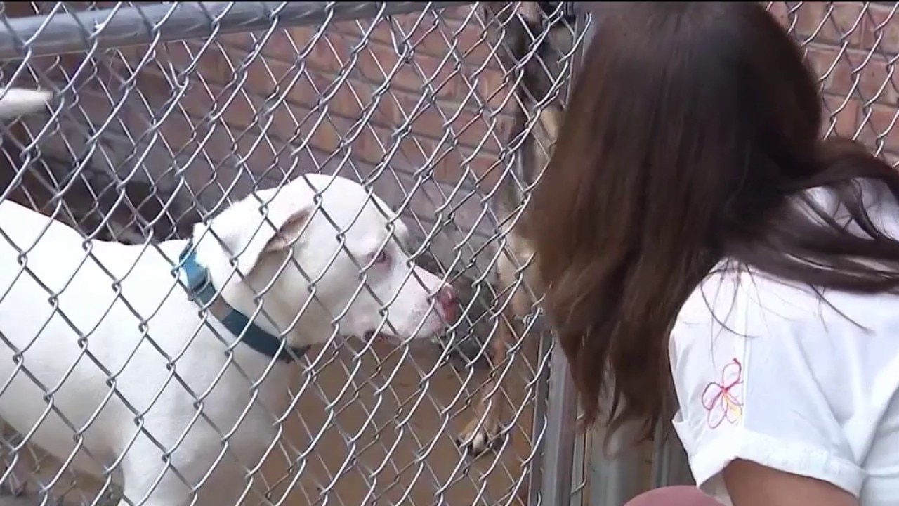 Homewood dog rescue faces closure amid building issues
