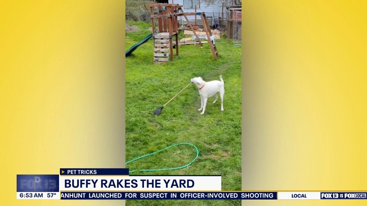 Good Day Pet Tricks for Monday, May 4