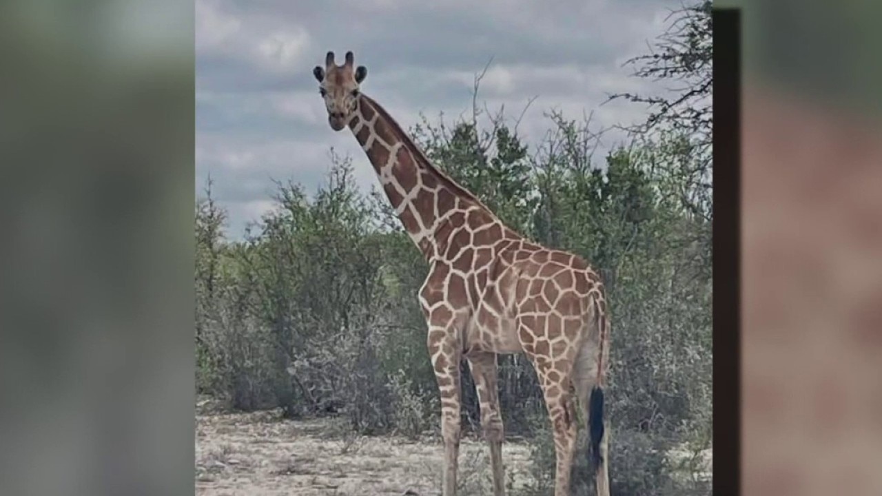 Giraffe goes missing from Texas ranch