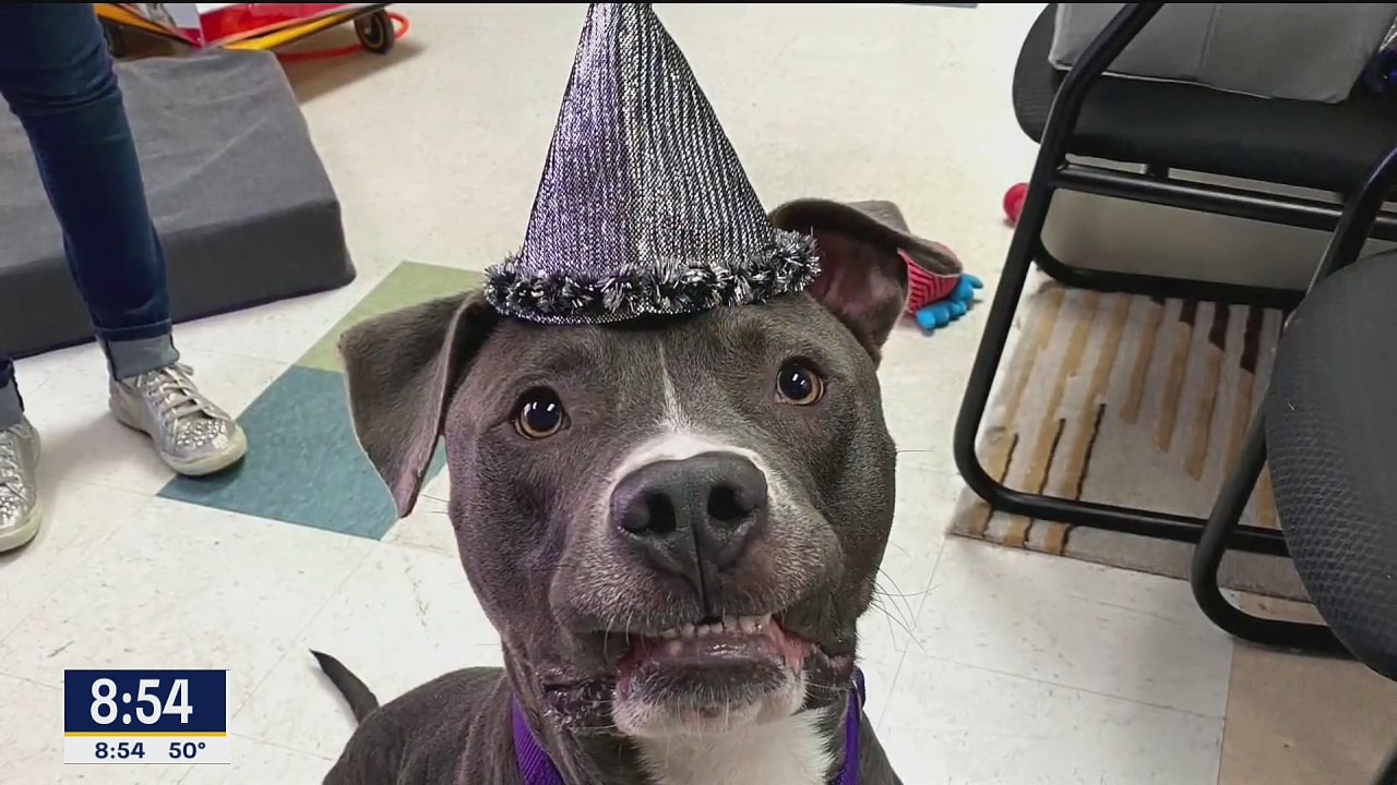 Dog of the Day: Rocky