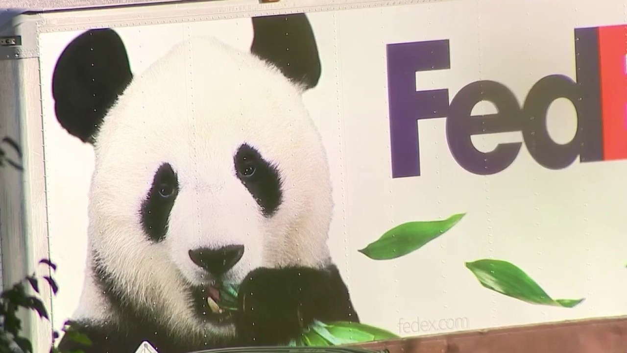 Zoo visitors excited to see pandas from China
