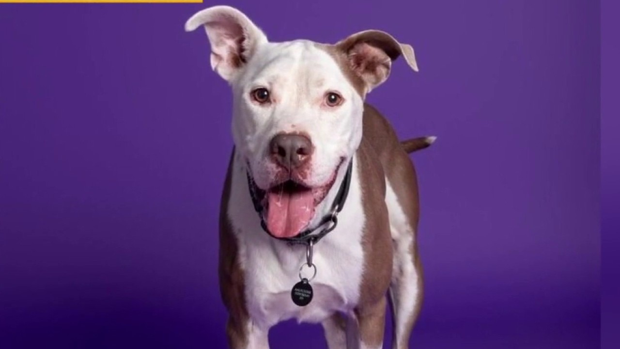 Blue at Austin Animal Services