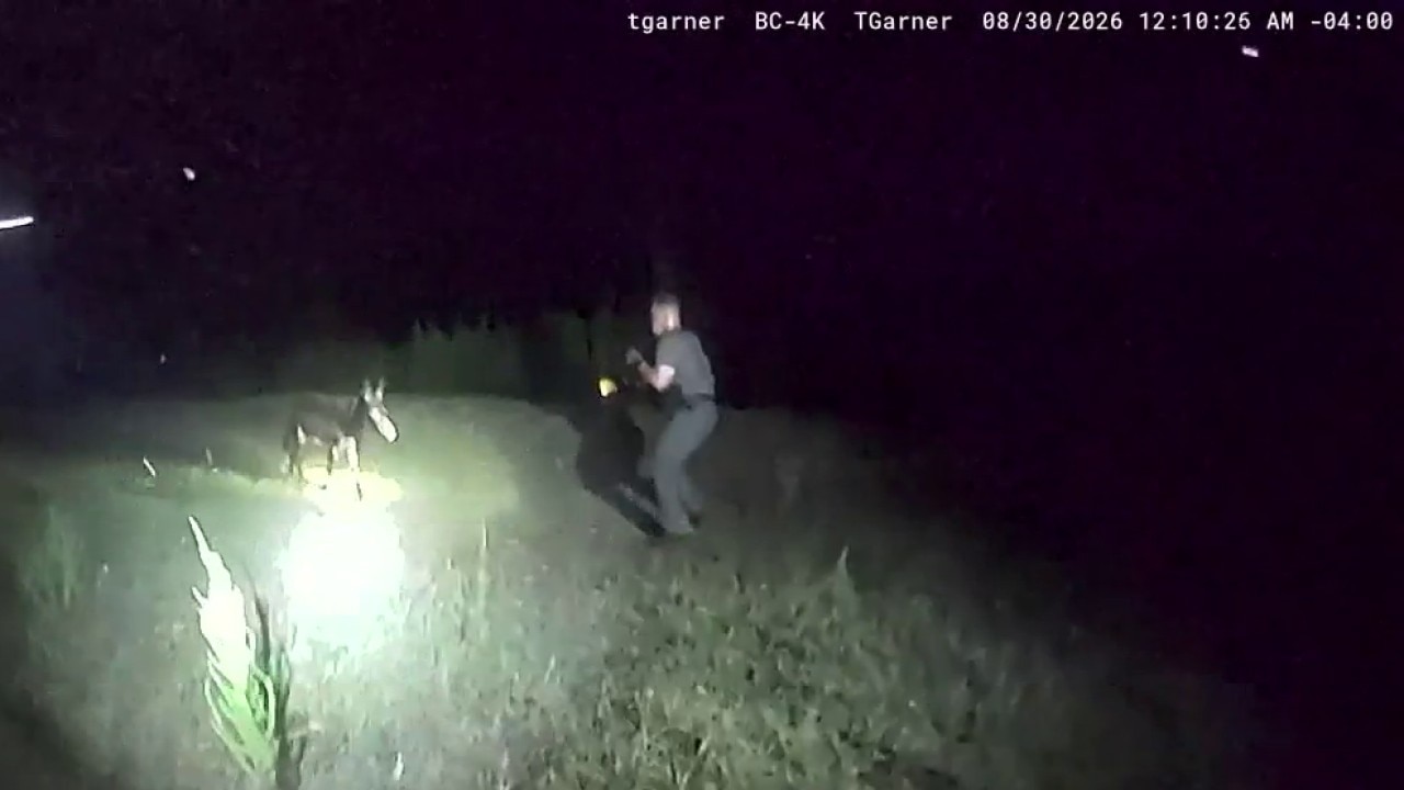 Bodycam video of donkey shooting released