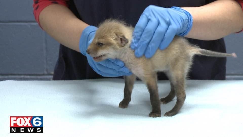 Red fox