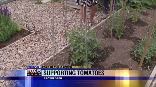 From cages to stakes: There are so many options for supporting tomatoes
