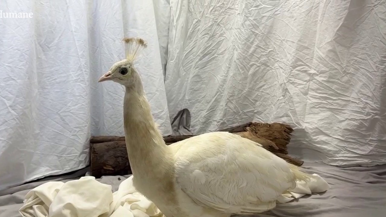 Peacock recovering after attack in Pasadena