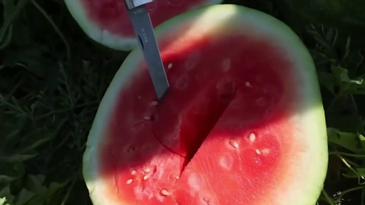 Food as sunscreen: Fact or fiction?