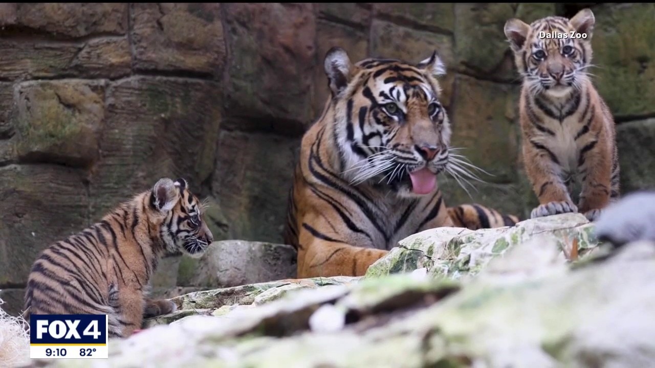 Dallas Zoo tiger cubs predict World Cup match winner