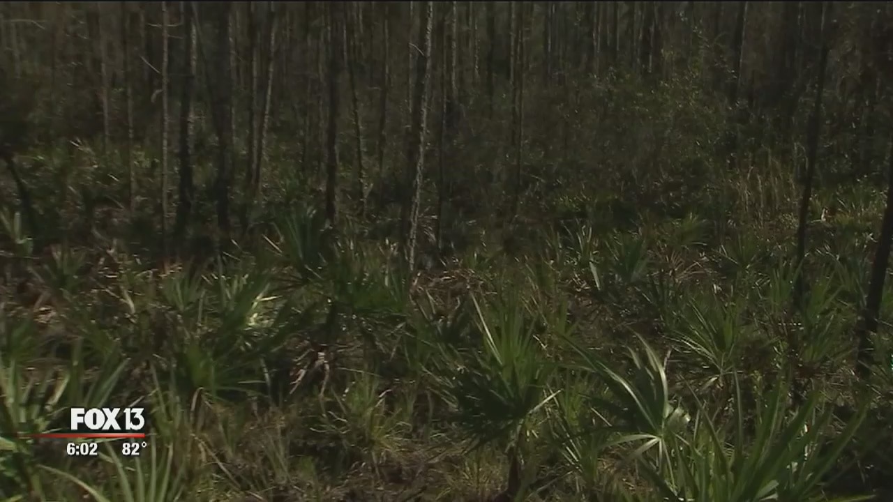 Search continues in Flatwoods Park for teen