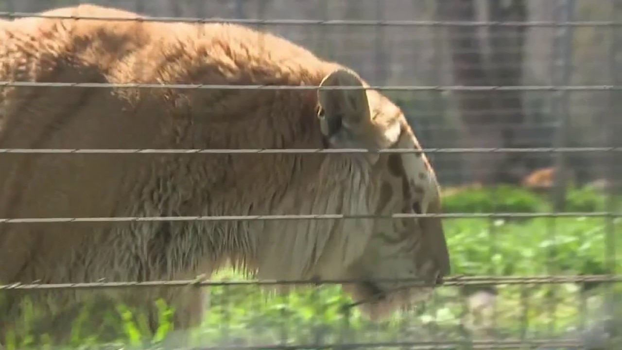 Shalom Wildlife Zoo seeks case dismissal