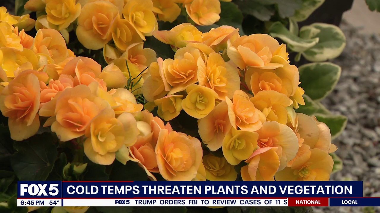 Cold temperatures threaten plants and vegetation after streak of warm weather