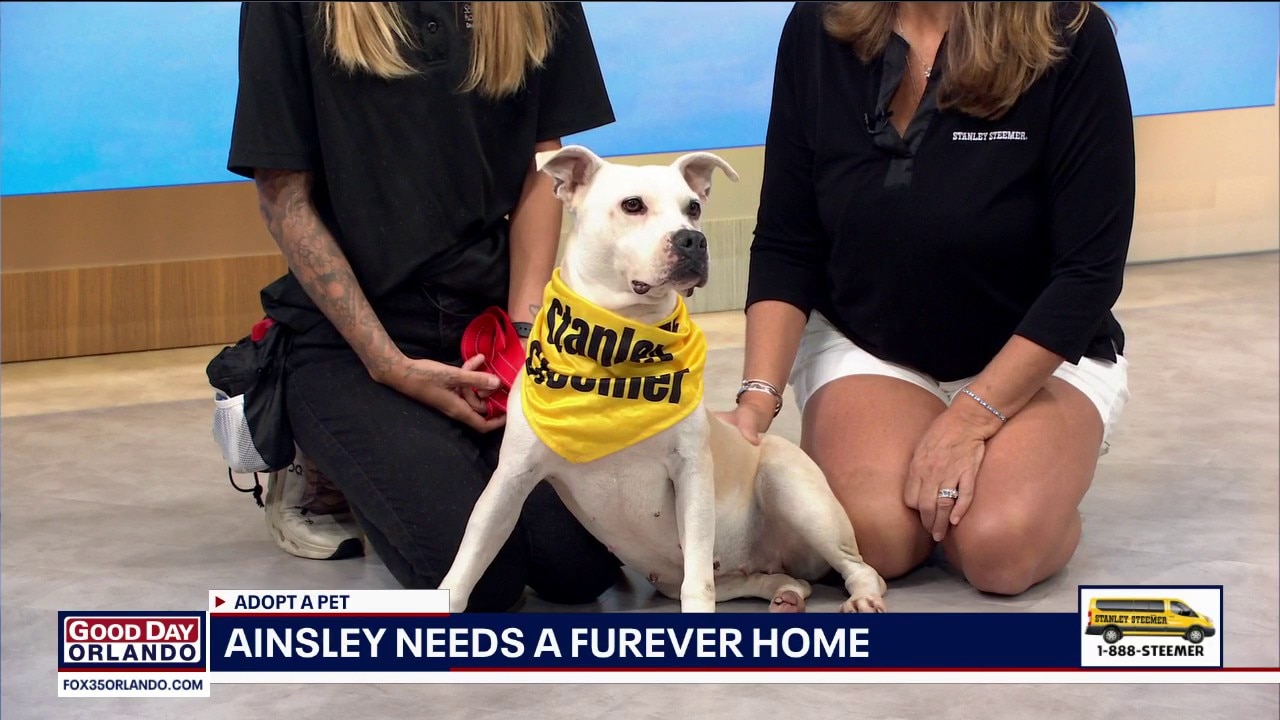 Adopt-A-Pet: Meet Ainsley
