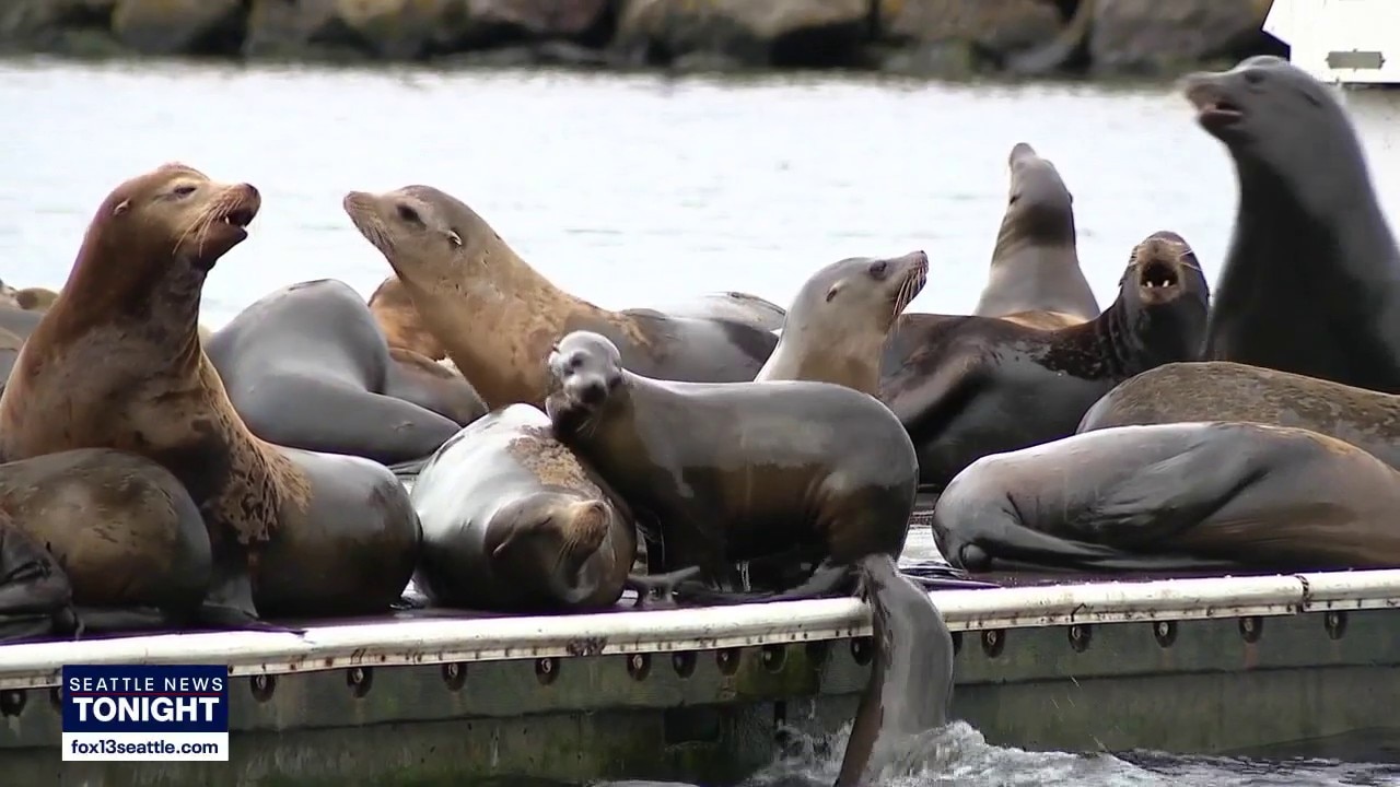 A sign of the sea lions: Why they're gathering in Seattle