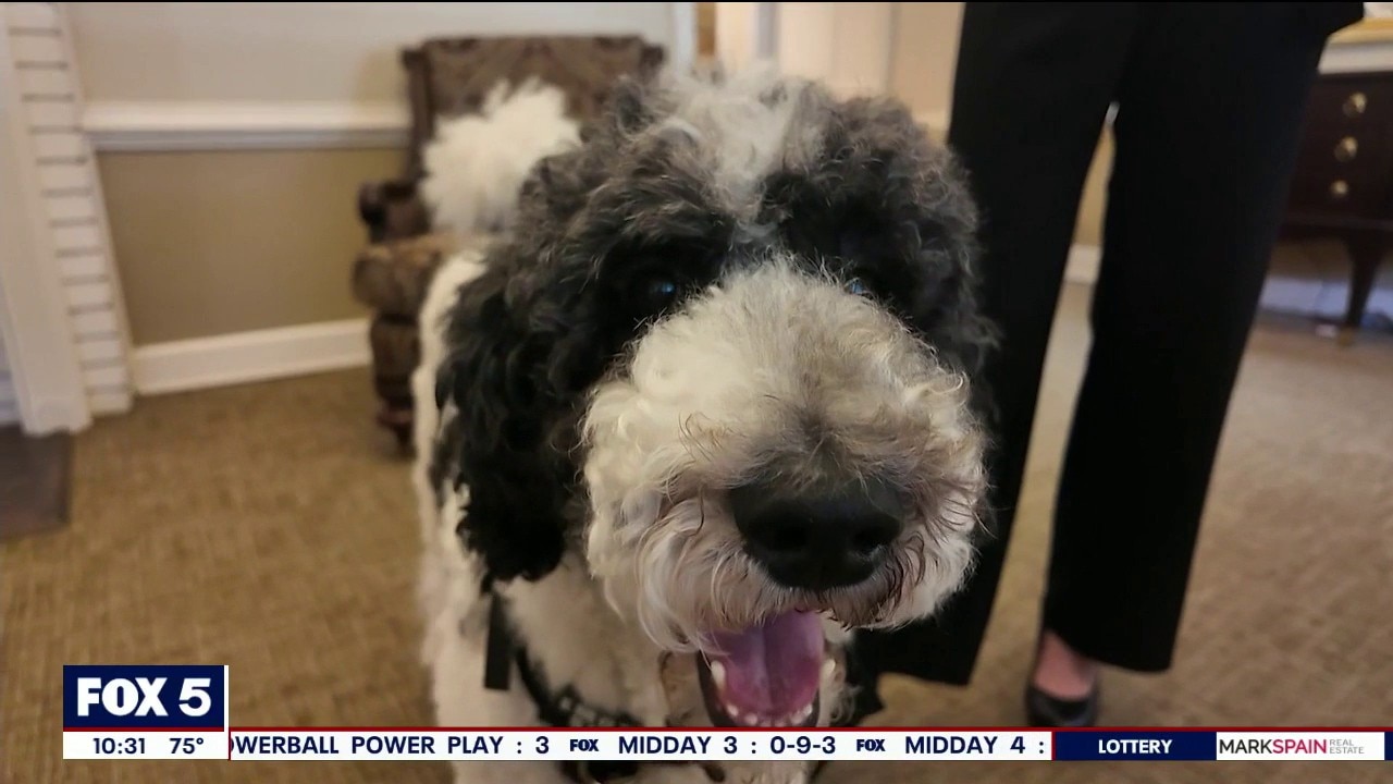 Therapy poodle turns birthday into shelter drive