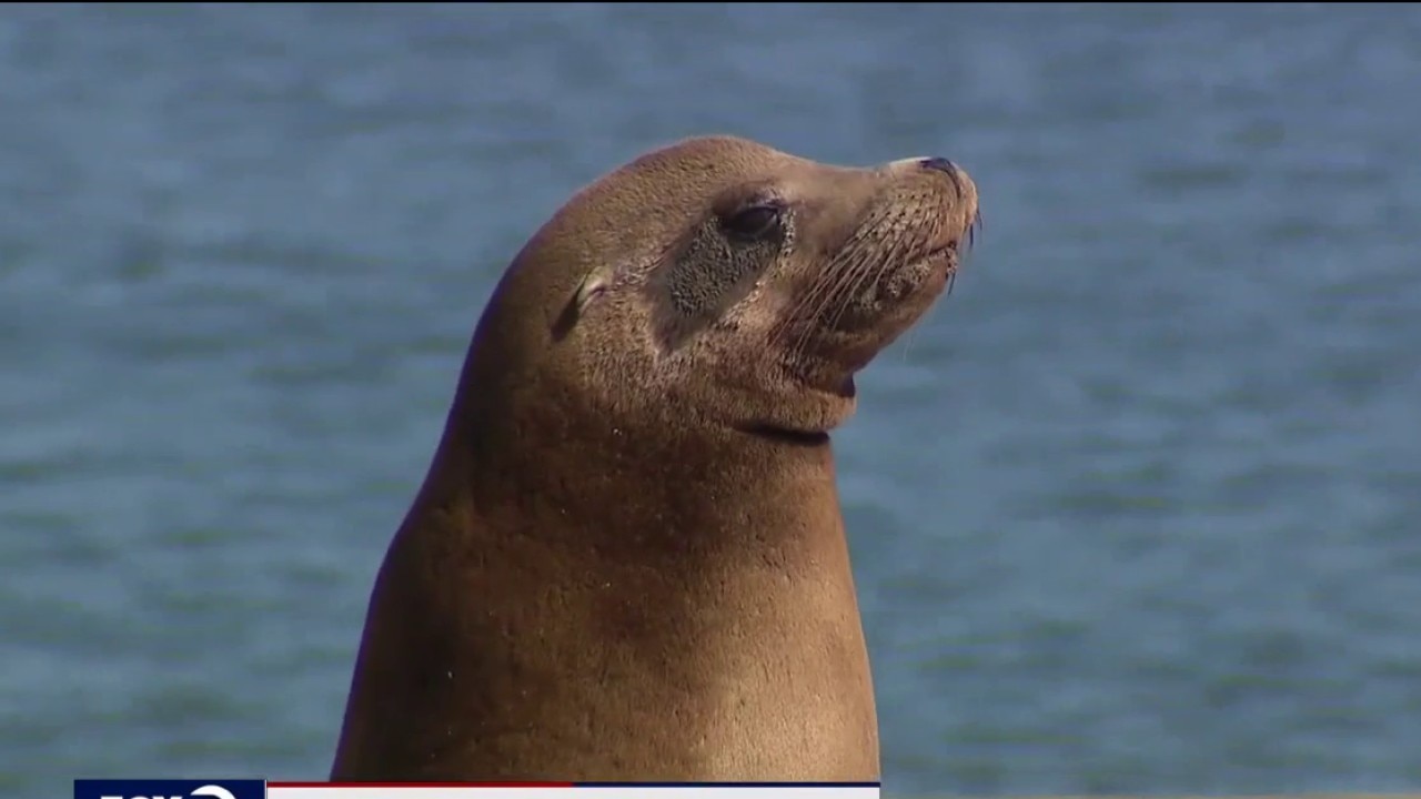 Sea lion dies after beaching at Crissy Field in SF