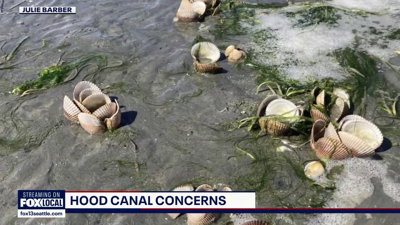 Hood Canal conditions worsen after shellfish harvest closure, fish die-off