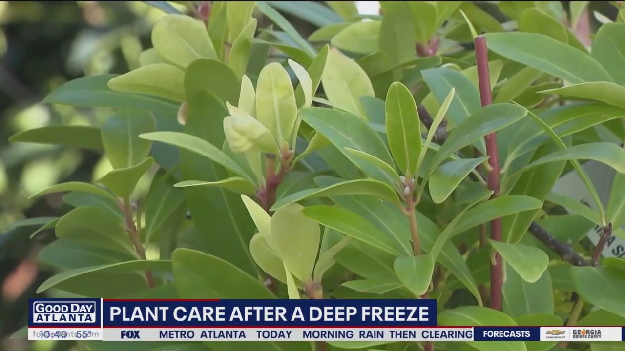 How to take care of your plants after a deep freeze