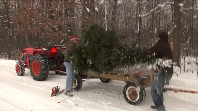 Finding a Christmas tree with Kramp