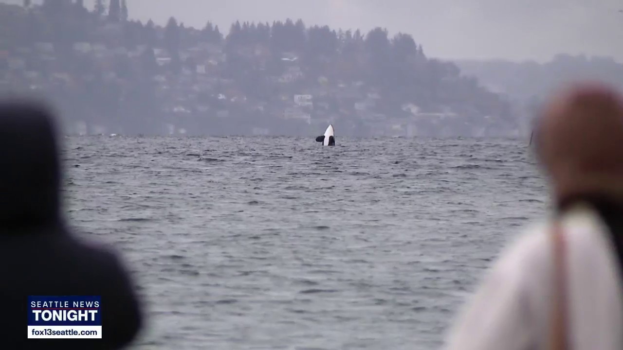 Washington issues World Cup whale alert