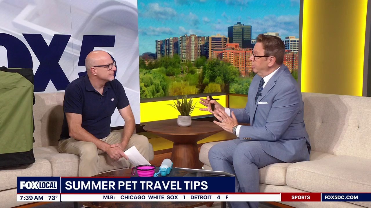 How to safely travel with your pet this summer 