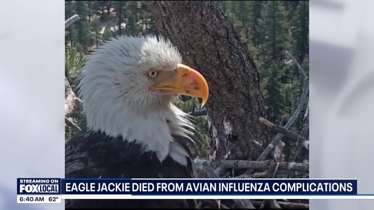 Big Bear eagle Jackie's cause of death revealed