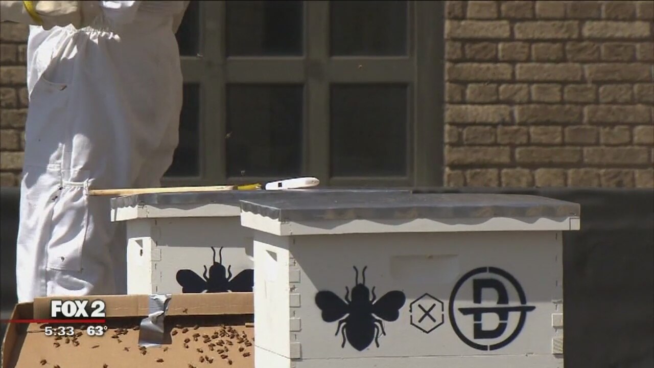 Bees in the D: hives take root on Detroit rooftops for preservation