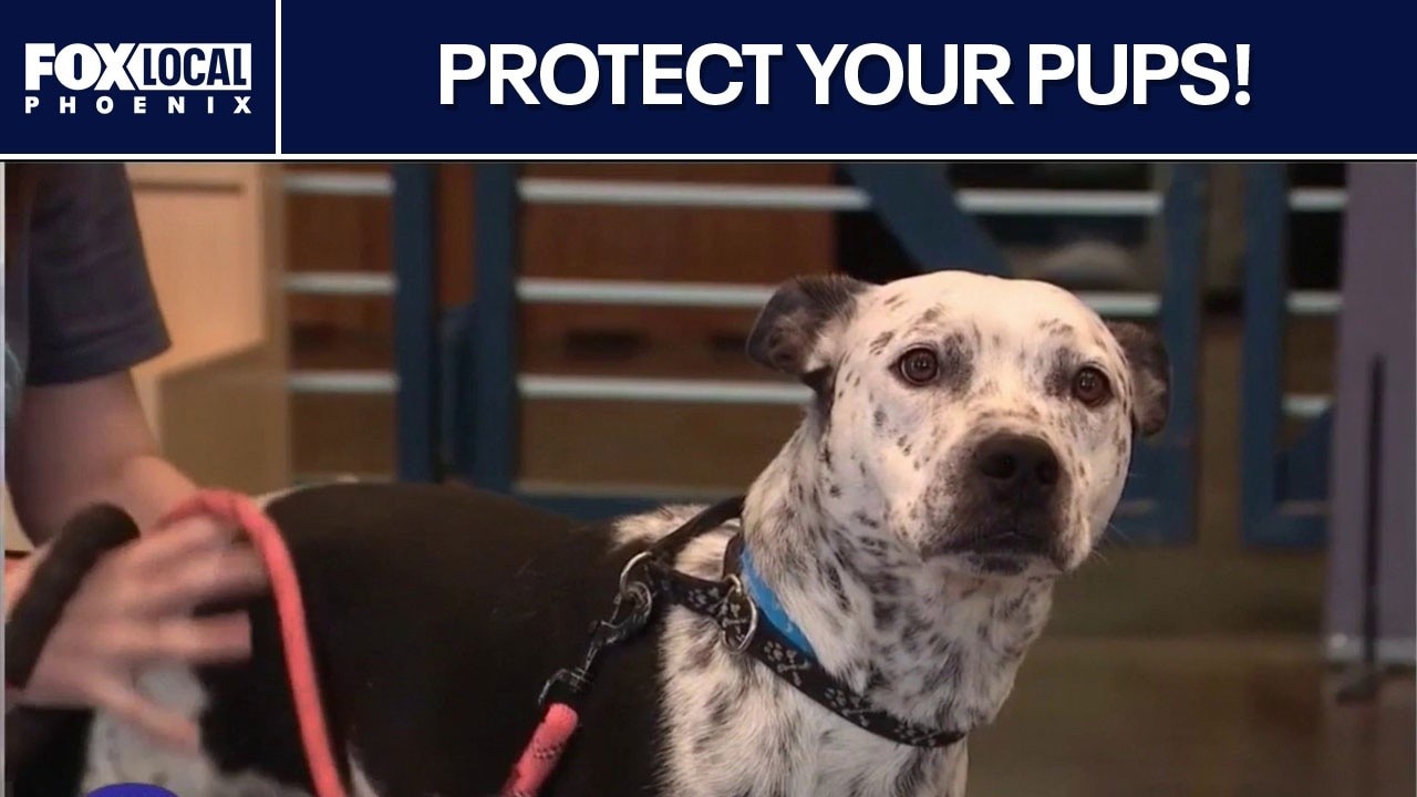 What pet owners should know ahead of July 4