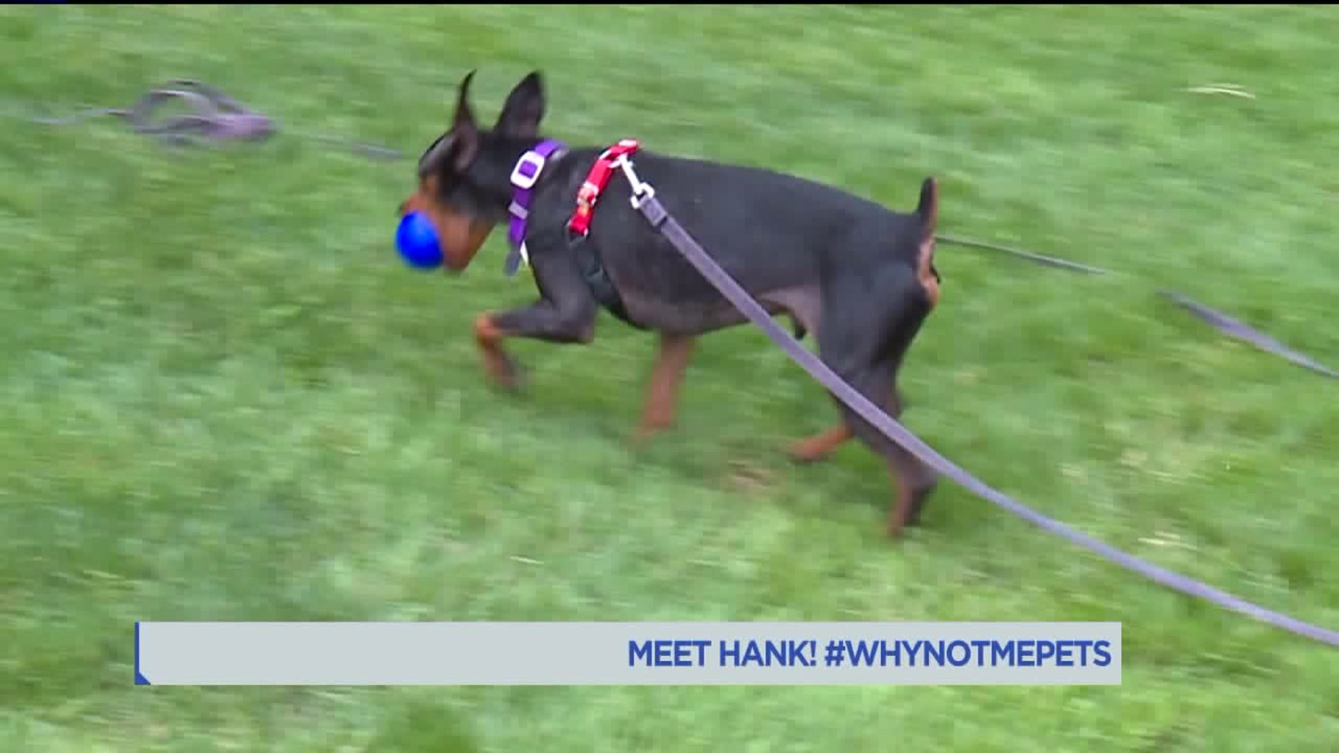 Meet Hank! #WhyNotMePets