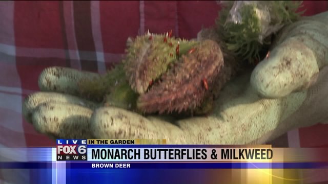 To help the monarch butterflies, we want to harvest seeds from our milkweed plants