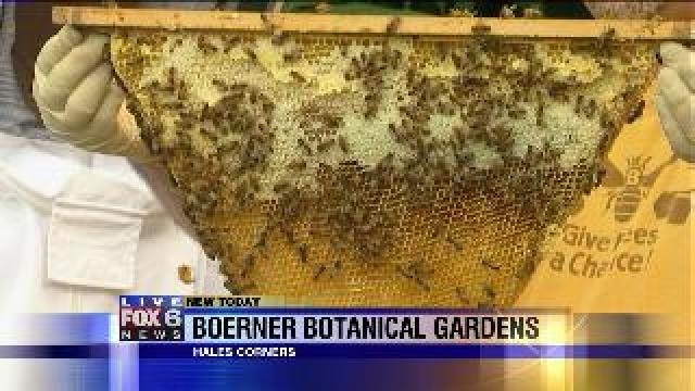 Laura learns about being a Beekeeper