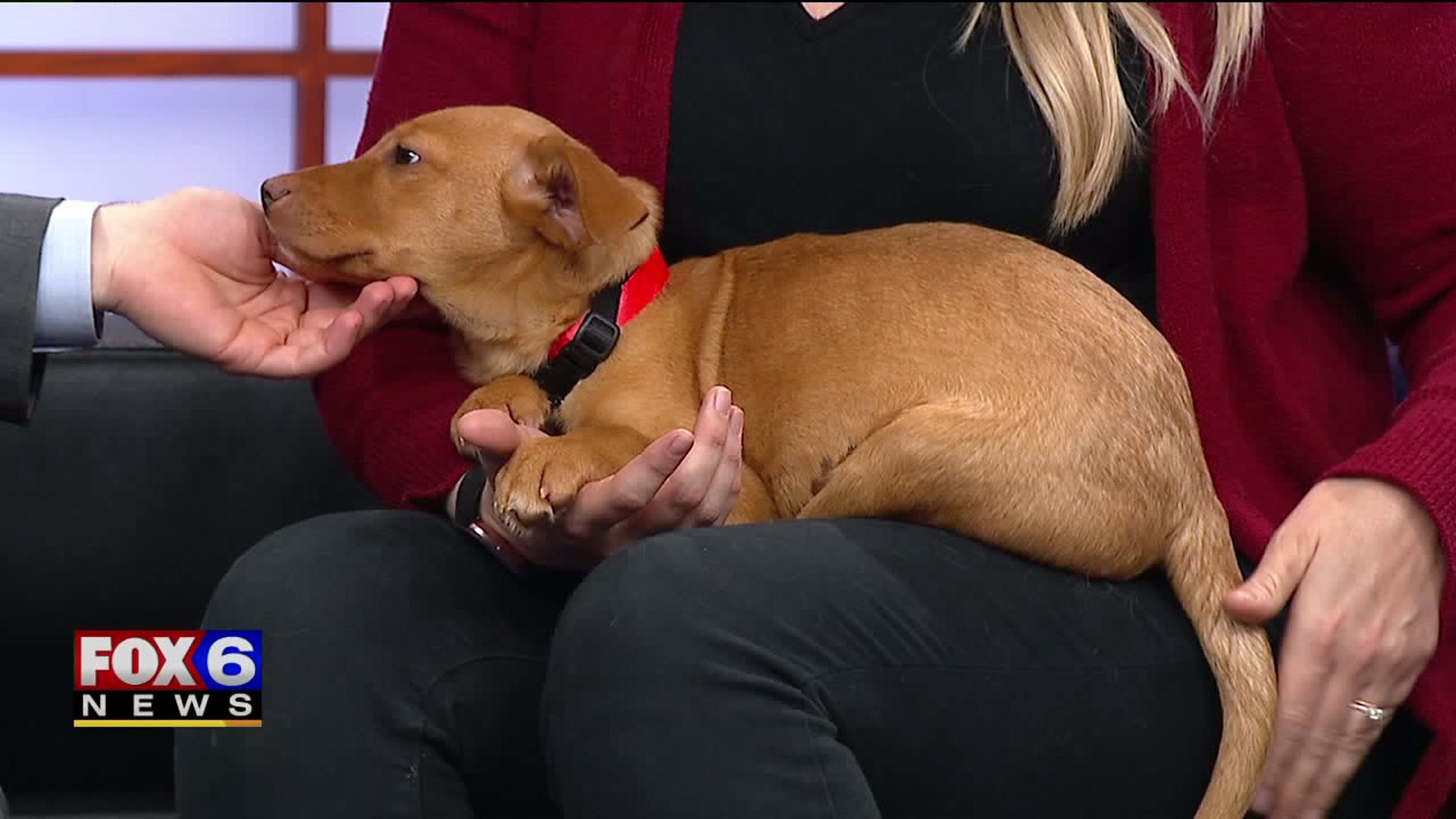 Pet of the Week 12-8-19