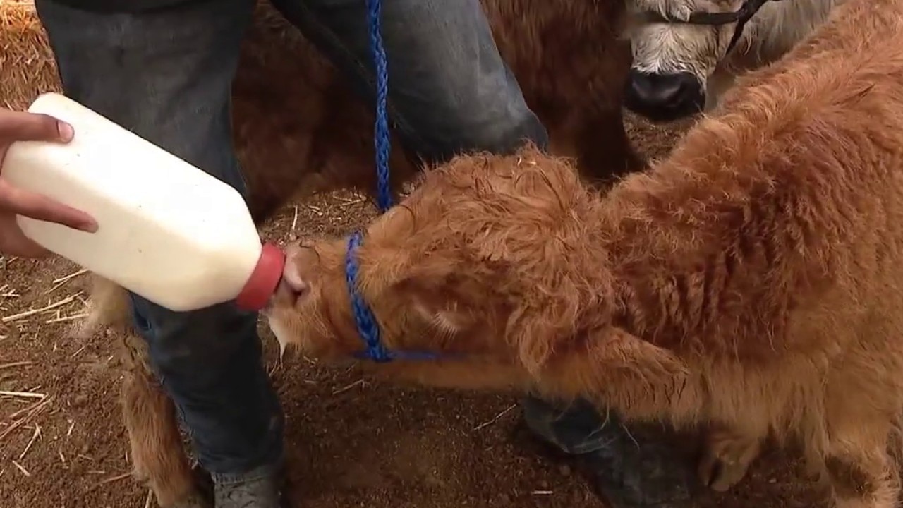 Mini Moo Barn brings cow cuddles to Cave Creek
