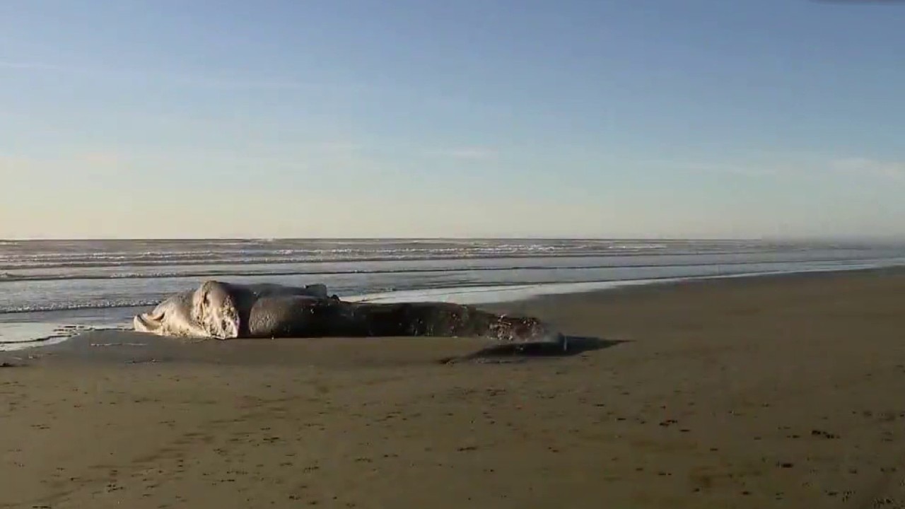 Increase in gray whales dying in San Francisco Bay: report