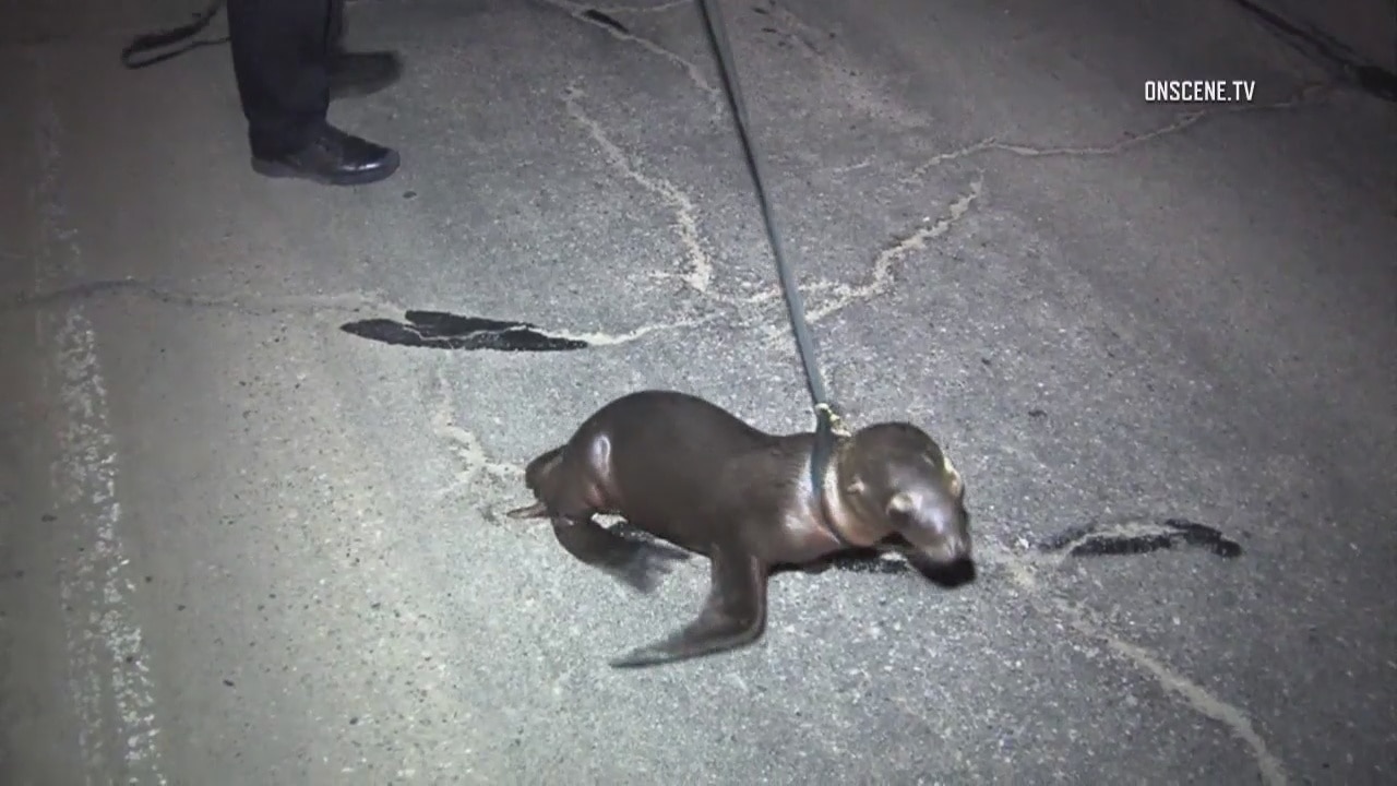 Ventura Police save a sea lion