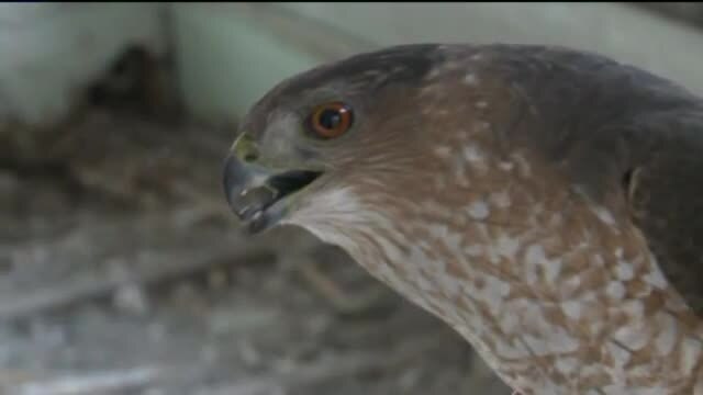 Cooper's Hawk stuck in downtown building is rescued