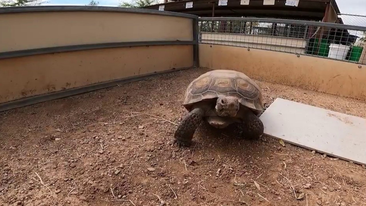 Arizona Game and Fish needs tortoise adopters
