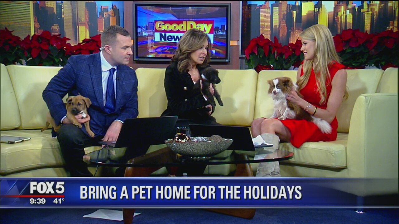 Beth Stern and Adoptable Pets