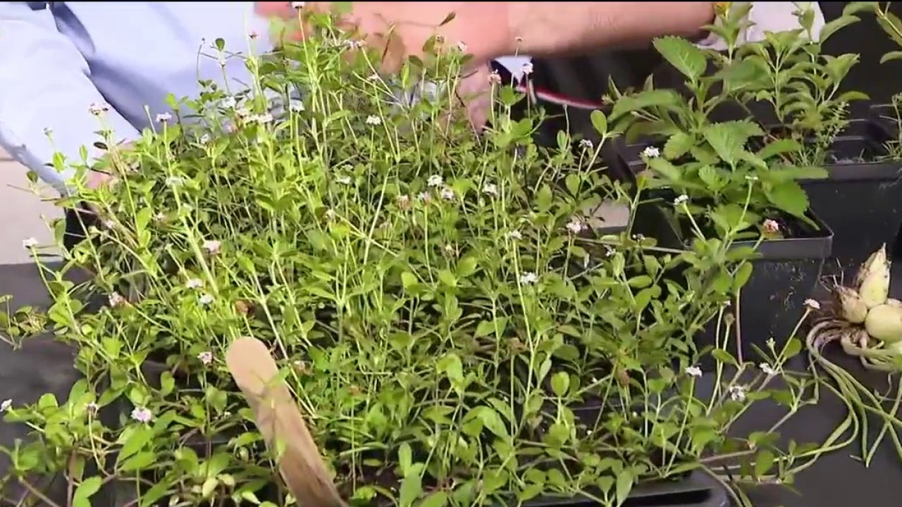 Take advantage of rain in your garden