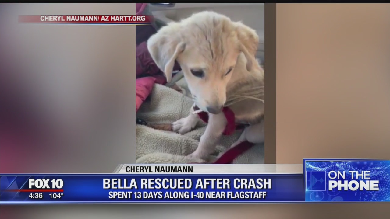 Puppy who disappeared after crash found