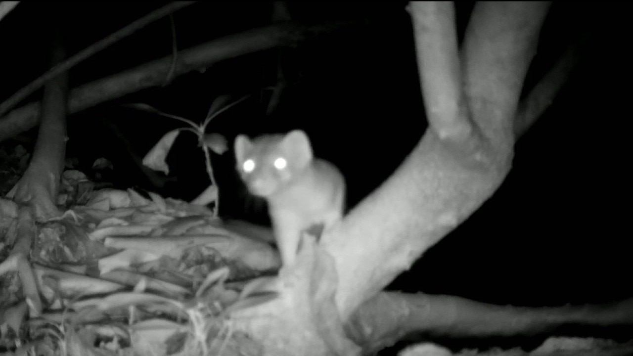 Elusive weasels caught on camera in South Georgia