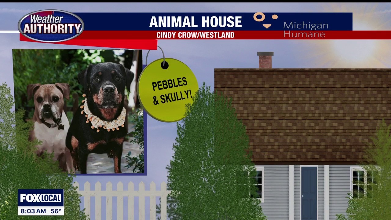 Welcome Pebbles, Skully, Bailey, Gracie!