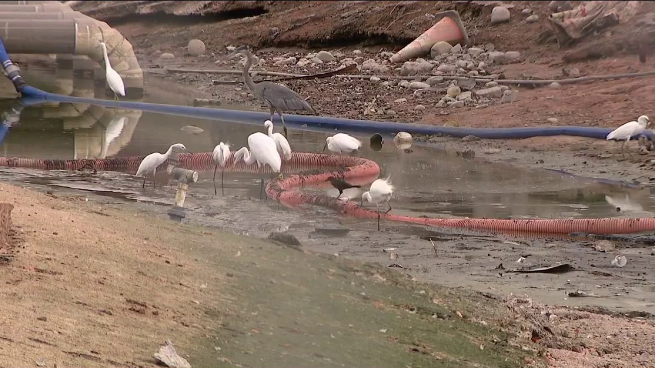 Gilbert project leads to dead wildlife, stench
