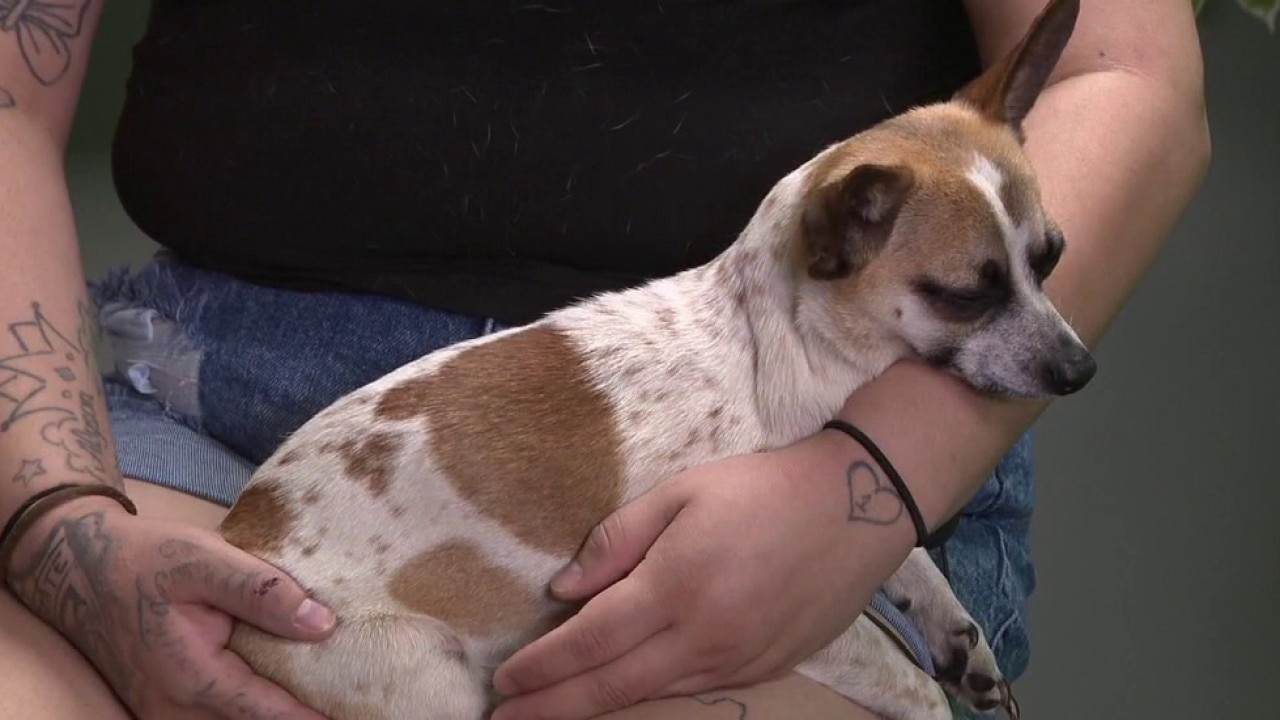 Dog found in trash compactor in Austin