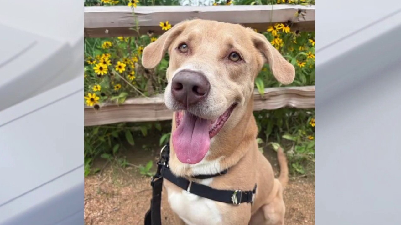 Meet Bentley! | Pet of the Week
