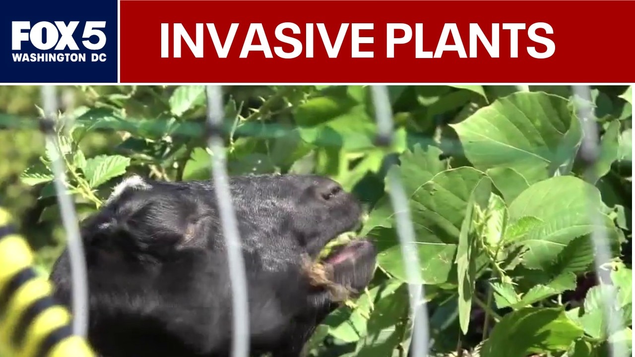 Alexandria uses goats and sheep to help battle invasive plant
