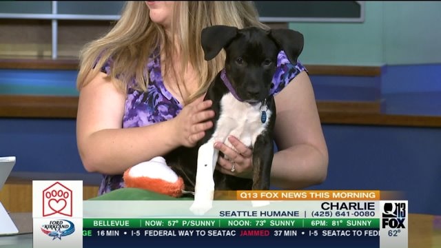 Pet of the Week: Charlie