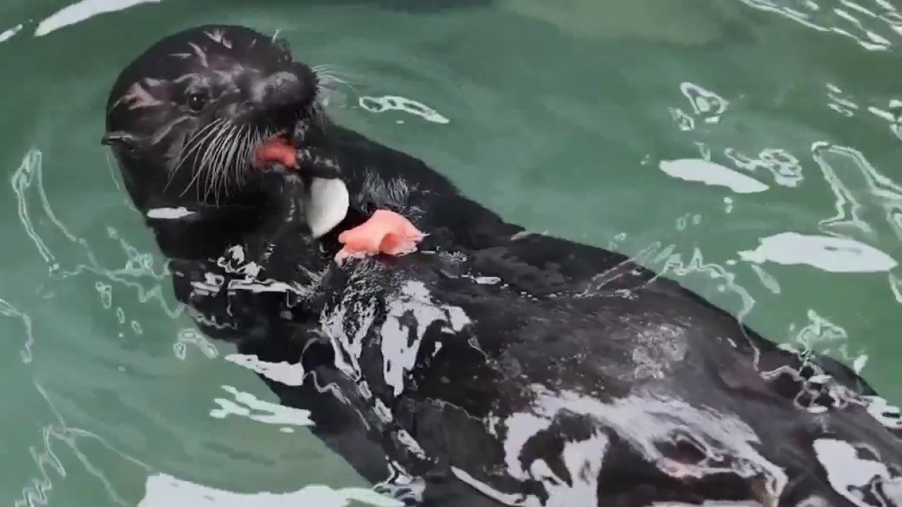 New rescued sea otters debut at Aquarium of the Pacific
